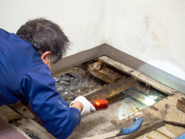 Best White Mold Remediation in Fairfield, CA