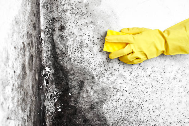 Best HVAC Mold Remediation in Fairfield, CA
