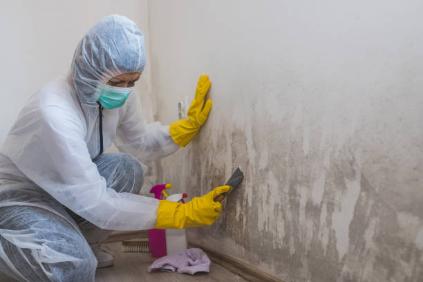 Best Black Mold Remediation in Fairfield, CA