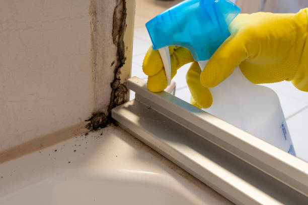 Best Basement Mold Remediation in Fairfield, CA