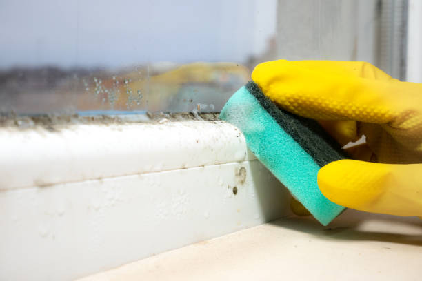 Best Insurance-Related Mold Remediation in Fairfield, CA