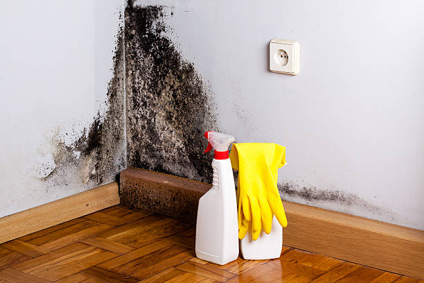Best DIY Mold Remediation Support Services in Fairfield, CA