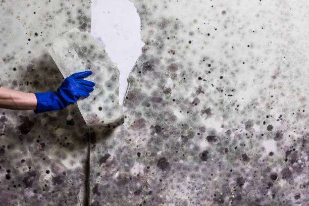 Best Preventive Mold Services in Fairfield, CA