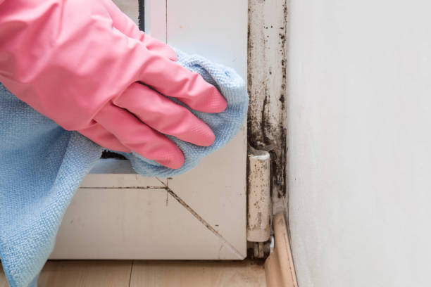 Best Post-Flood Mold Remediation in Fairfield, CA
