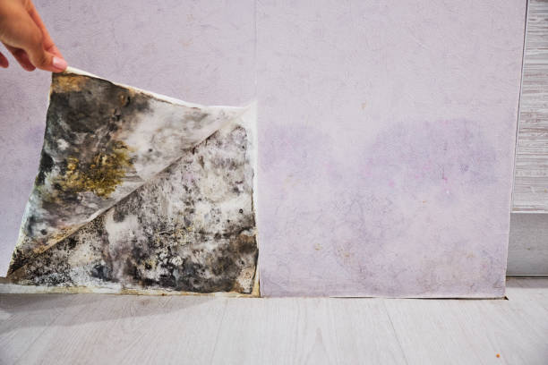 Best Residential Mold Remediation in Fairfield, CA